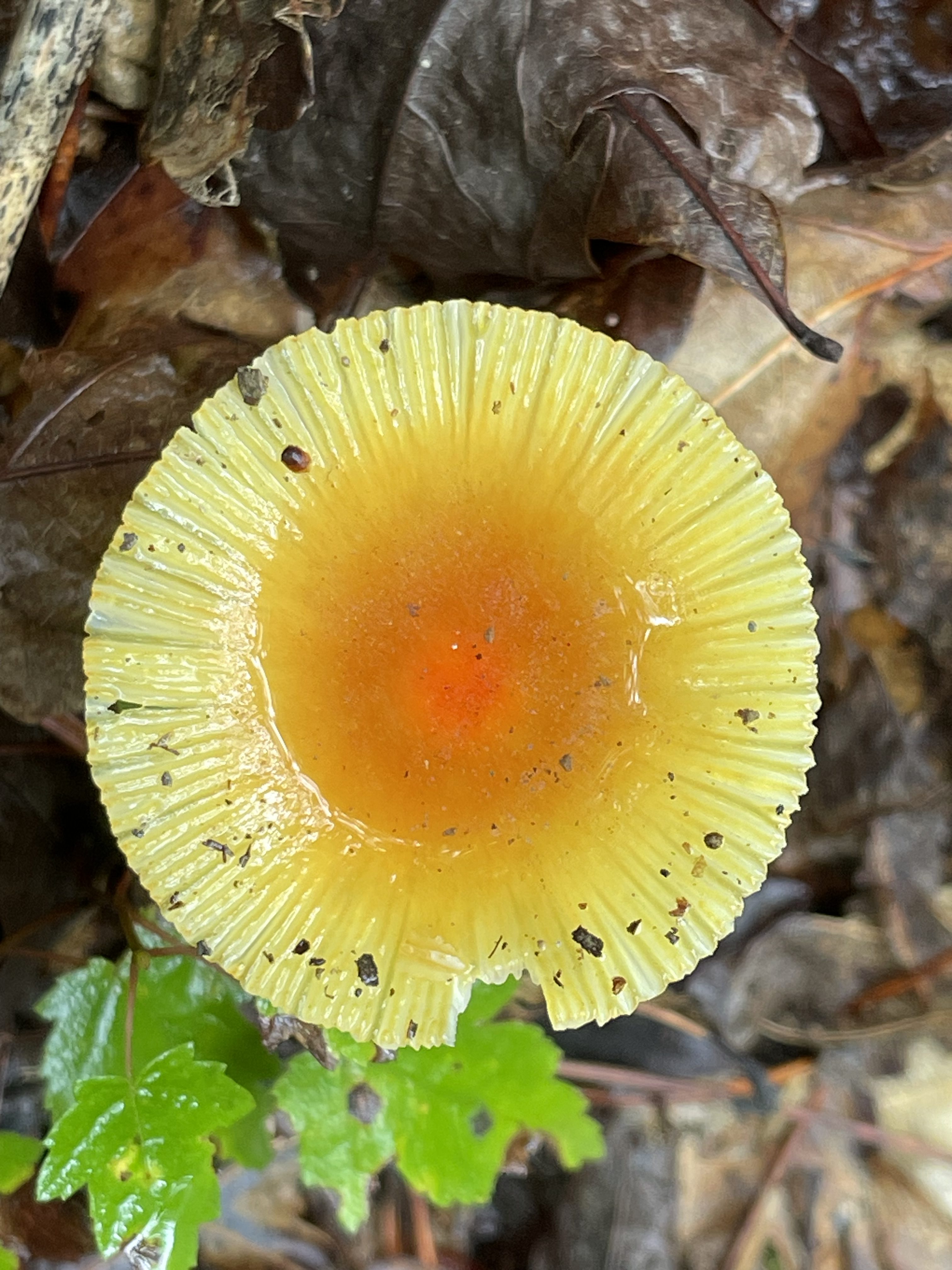 Living Truthfully: Healing in the Face of Dystopia